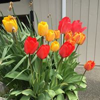 tulips